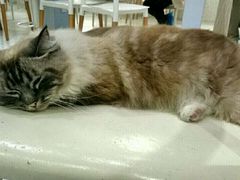 -喵的天空名猫咖啡馆·撸猫·猫舍·用品