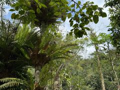 -海南热带雨林国家公园吊罗山景区