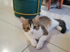 -平行世界·猫咖(首经贸店)