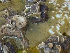 -香满锅老北京羊蝎子火锅·家常菜(新街口店)