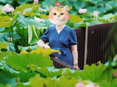 -陈家山荷花公园