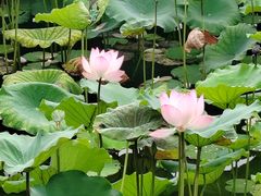 -荔湾湖公园