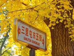 -三里屯东五街银杏大道