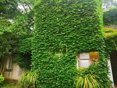 -南山植物园