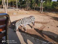 -清迈夜间动物园