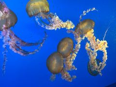 -太平洋海底世界