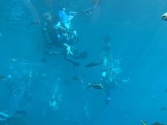 -瑞德姆美人鱼海底演艺主题餐厅(亚龙湾店)