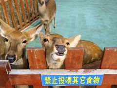 -东平国家森林公园