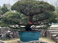 -水绘园