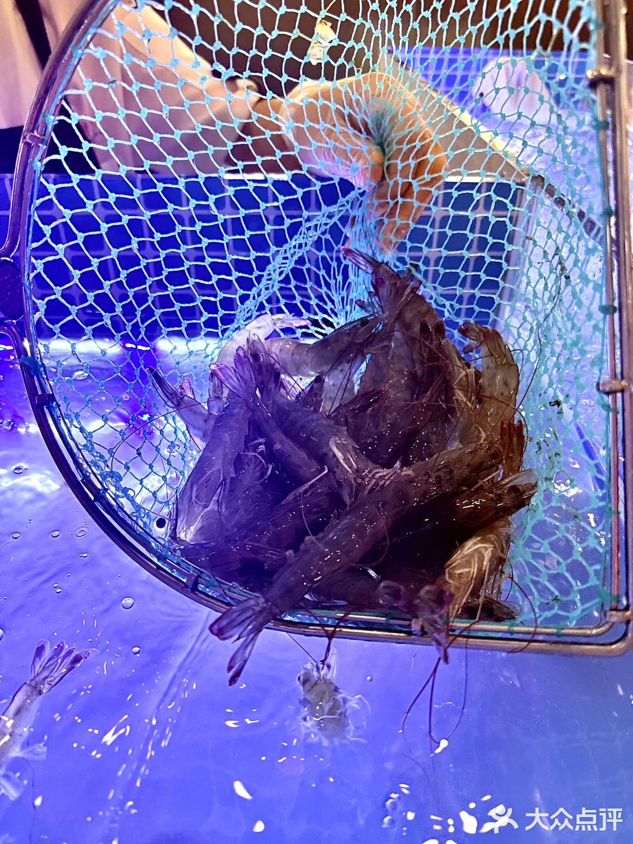 在长春挖到活虾宝藏店！鲜到跺脚！