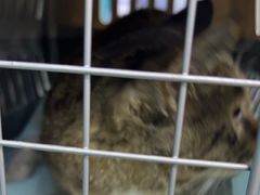 -乖乖宠物医院·猫科·急重症中心(车站北路分院)