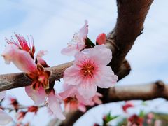 -桃花岛景观公园