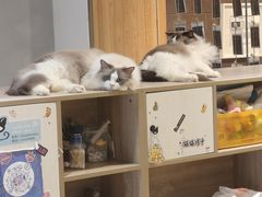 -藏猫猫咖啡主题馆(中央大道店)