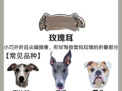 -守诺宠物医院·眼科· 神经外科·爬宠专科(虹口店)