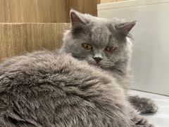 -COLOR PETS 撸猫馆·购猫·猫咖(长风大悦城店)