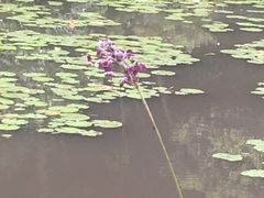 -云溪植物园