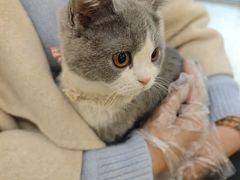 -柚子猫舍·精品猫舍购猫·猫咪认养·购宠·宠物店