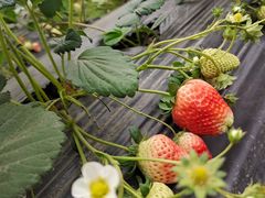 -南宁良凤江国家森林公园