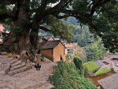 -杨家堂村