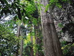 -天目山大树王景区