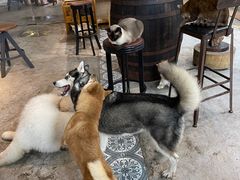 -more than meow吴止猫主题餐厅(承德 中船汇店)