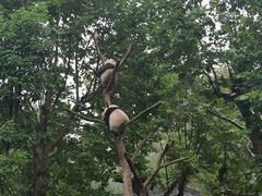 -都江堰中华大熊猫苑