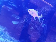 -OPEN開全日自助餐厅·牛肉火锅·海鲜(佛山希尔顿酒店)