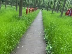 -合肥滨湖国家森林公园