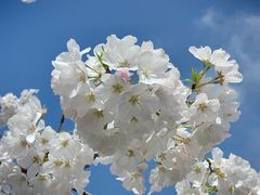 -顾村公园