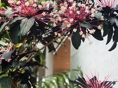 -香蜜公园