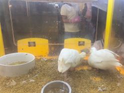 -神奇动物撸宠馆·羊驼·小浣熊·异宠(豫园店)