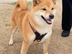 -小意思咖啡店(草桥店)