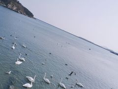-烟墩角天鹅湖