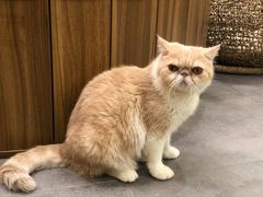 -飞行喵MR PILOT|猫舍·猫咖(静安大融城店)
