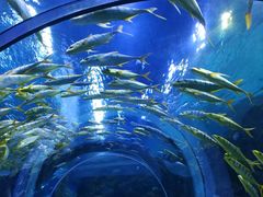 -芜湖新华联大白鲸海洋公园