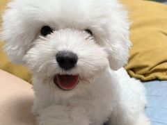 -米苏动物医院·犬猫专科·骨科外科内窥镜