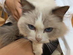 -猫咪派对(江南西店)