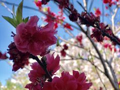-南汇桃花村