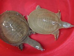 -树木岭集贸市场(劳动东路)