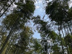 -大奇山国家森林公园