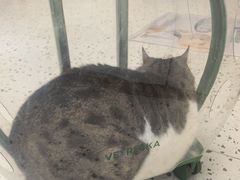 -瑞派康怡24h宠物医院·犬猫医疗中心·微创绝育(瑞景分院)