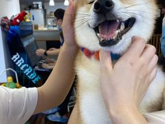 -豆柴町-柴犬主题狗咖(红鼎国际C座店)