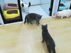 -1013 PET SHOP 宠物商店(近铁城市广场店)