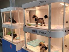 -翊宠yipet猫狗购宠庄园犬舍•猫舍