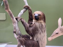 -国家自然博物馆