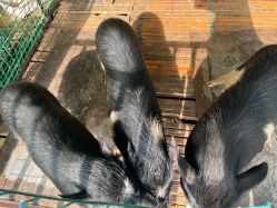 -小蜜蜂农场(凯德七宝购物广场店)