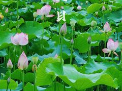 -金山公园