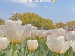 -苏州上方山国家森林公园