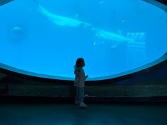 -海合安成都极地海洋公园
