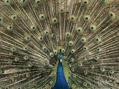 -栾川竹海野生动物园